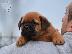 PoulaTo: Dogue de Bordeaux